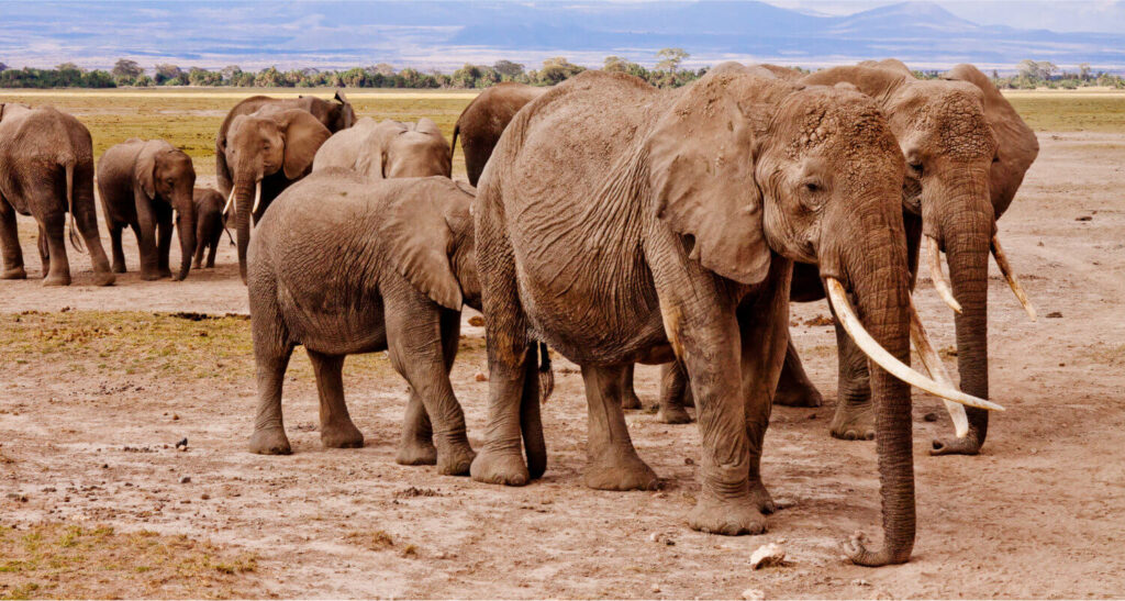 Hlava mě bolí jako by se mi po ní prošlo stádo slonů.